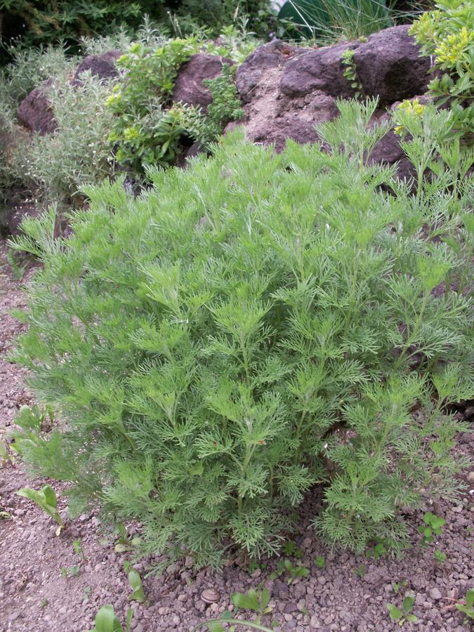 Bildtafeln Kräuter CocaColaStrauch (Artemisia abrotanum var